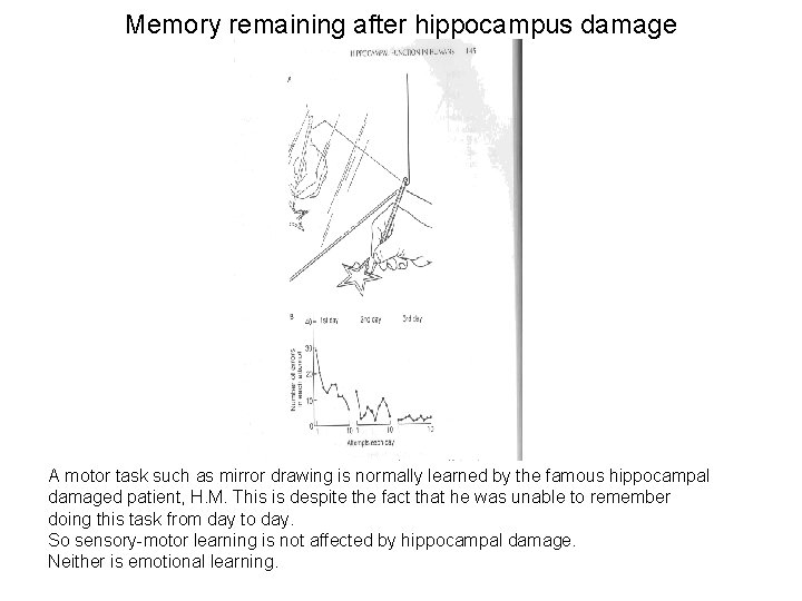 Memory remaining after hippocampus damage A motor task such as mirror drawing is normally