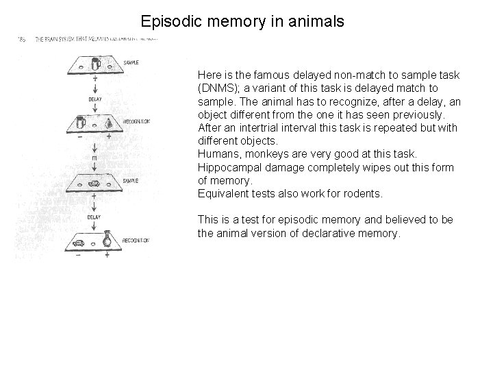 Episodic memory in animals Here is the famous delayed non-match to sample task (DNMS);