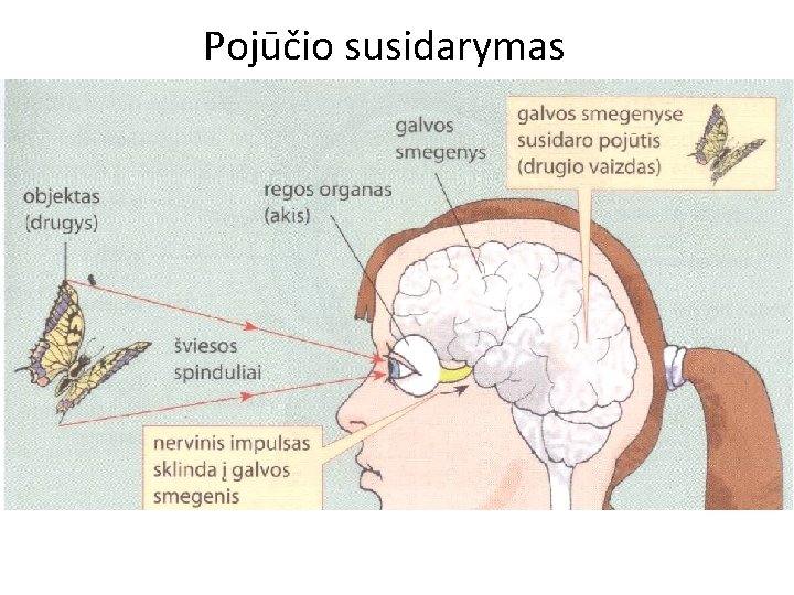 Pojūčio susidarymas 