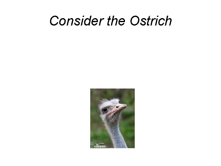 Consider the Ostrich 