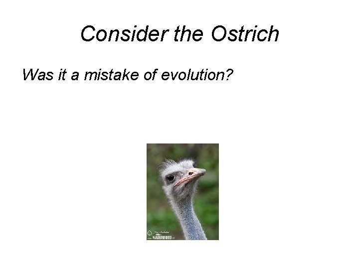 Consider the Ostrich Was it a mistake of evolution? 