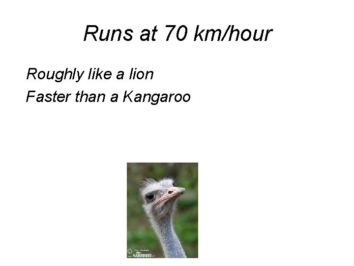 Runs at 70 km/hour Roughly like a lion Faster than a Kangaroo 