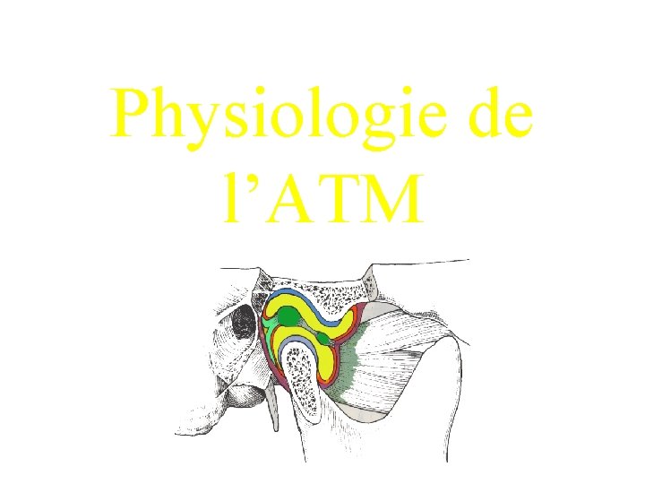 Physiologie de l’ATM Département de Physiologie Paris V 