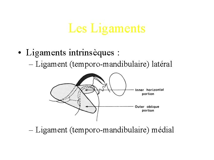 Les Ligaments • Ligaments intrinsèques : – Ligament (temporo-mandibulaire) latéral – Ligament (temporo-mandibulaire) médial