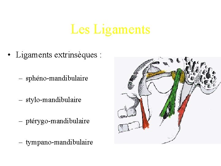 Les Ligaments • Ligaments extrinsèques : – sphéno-mandibulaire – stylo-mandibulaire – ptérygo-mandibulaire – tympano-mandibulaire