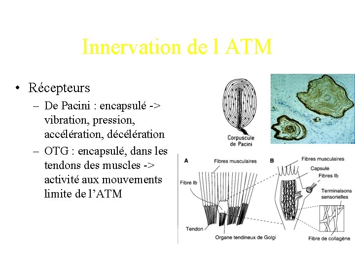 Innervation de l ATM • Récepteurs – De Pacini : encapsulé -> vibration, pression,