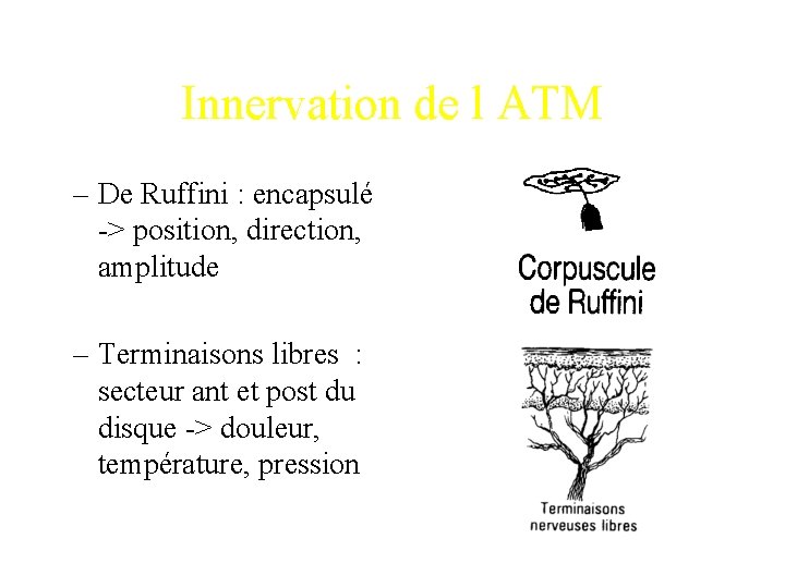 Innervation de l ATM – De Ruffini : encapsulé -> position, direction, amplitude –