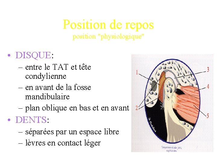 Position de repos position "physiologique" • DISQUE: – entre le TAT et tête condylienne