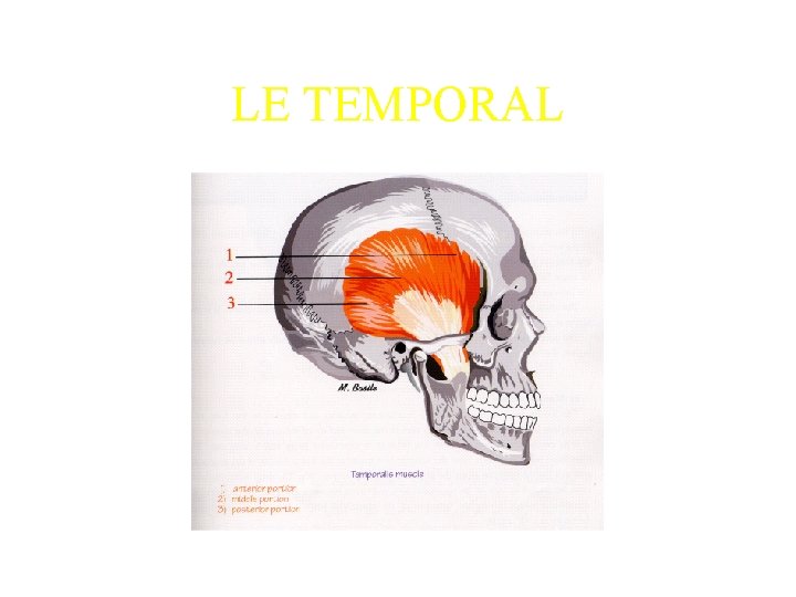 LE TEMPORAL 