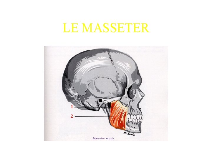 LE MASSETER 