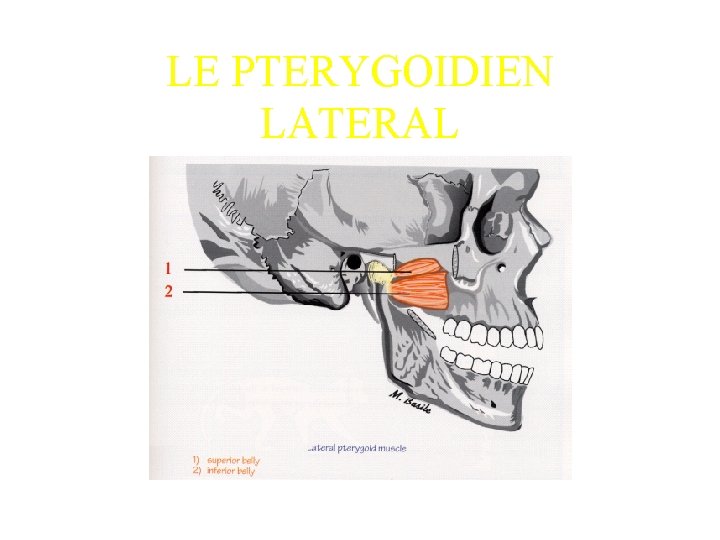 LE PTERYGOIDIEN LATERAL 