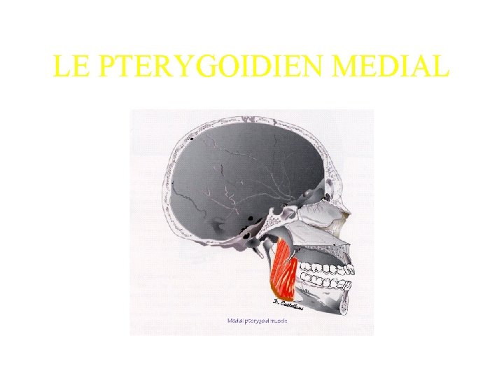 LE PTERYGOIDIEN MEDIAL 