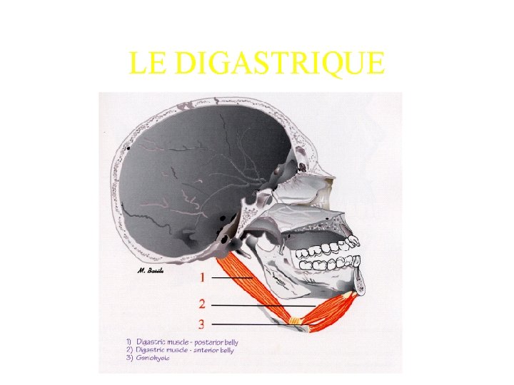 LE DIGASTRIQUE 