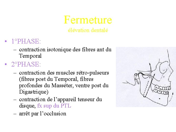 Fermeture élévation dentalé • 1°PHASE: – contraction isotonique des fibres ant du Temporal •