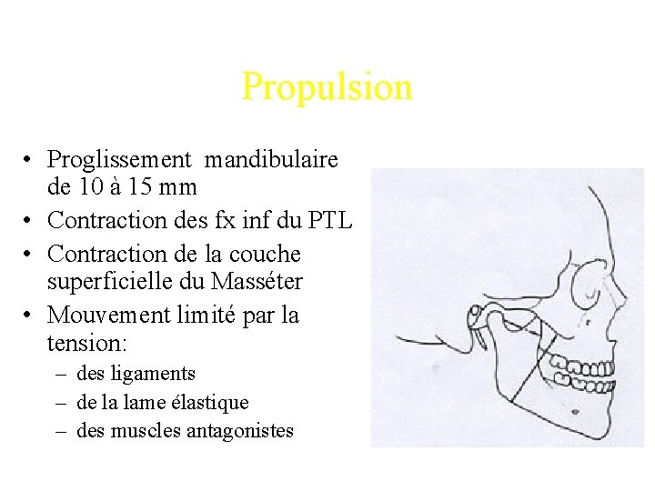 Propulsion • Proglissement mandibulaire de 10 à 15 mm • Contraction des fx inf