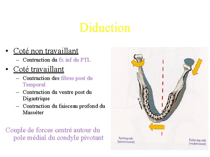 Diduction • Coté non travaillant – Contraction du fx inf du PTL • Coté