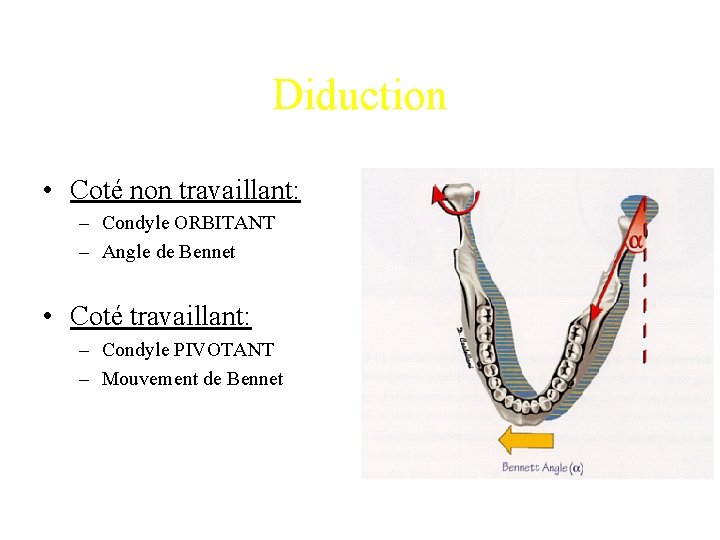 Diduction • Coté non travaillant: – Condyle ORBITANT – Angle de Bennet • Coté