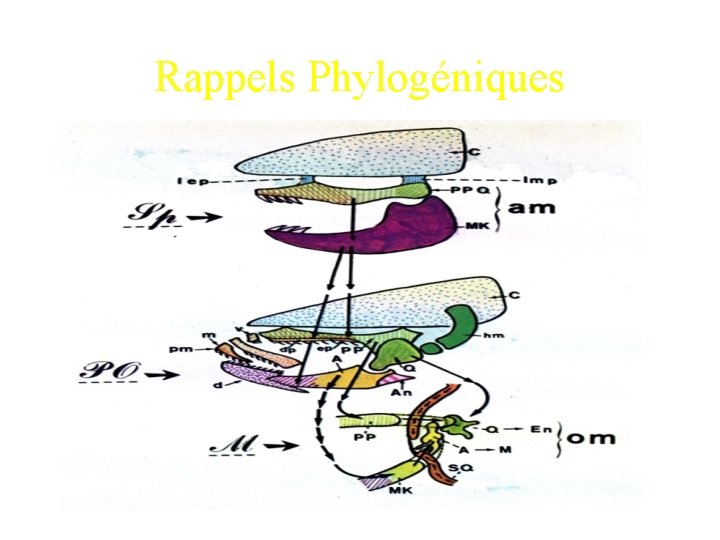 Rappels Phylogéniques 