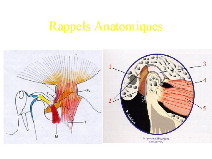 Rappels Anatomiques 