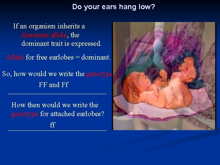 Do your ears hang low? If an organism inherits a dominant allele, the dominant