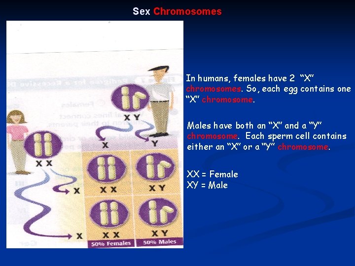 Sex Chromosomes In humans, females have 2 “X” chromosomes. So, each egg contains one