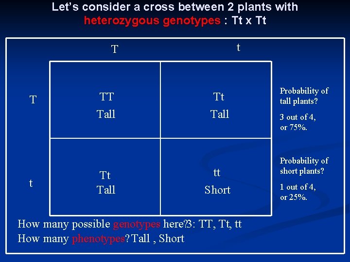 Let’s consider a cross between 2 plants with heterozygous genotypes : Tt x Tt