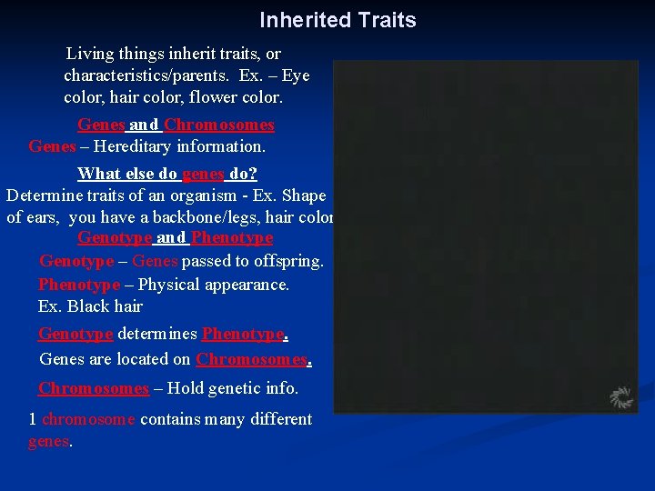 Inherited Traits Living things inherit traits, or characteristics/parents. Ex. – Eye color, hair color,