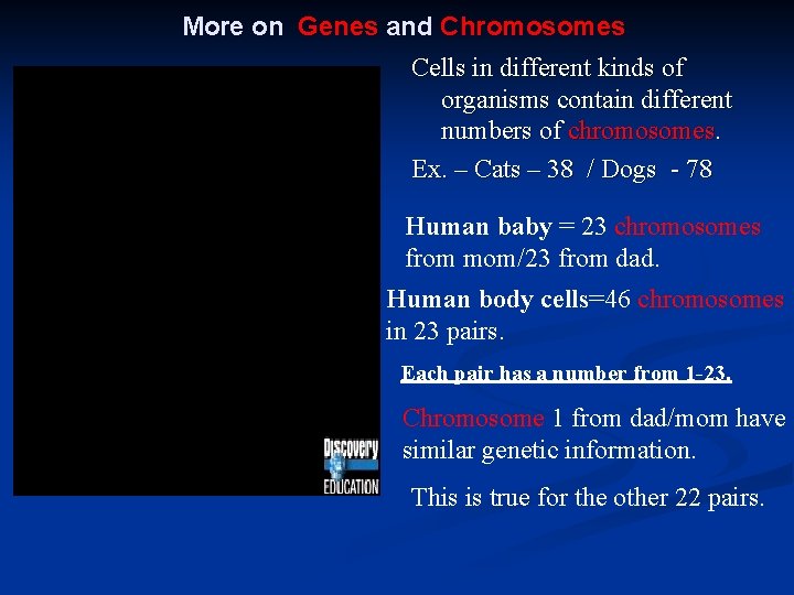 More on Genes and Chromosomes Cells in different kinds of organisms contain different numbers