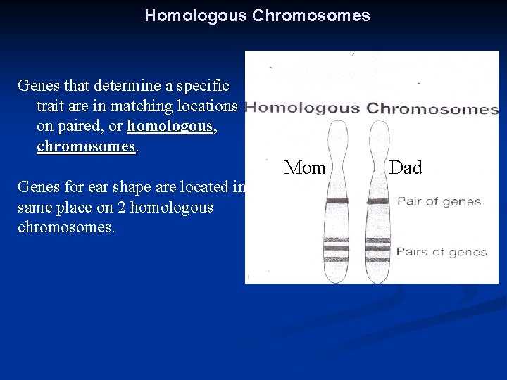 Homologous Chromosomes Genes that determine a specific trait are in matching locations on paired,