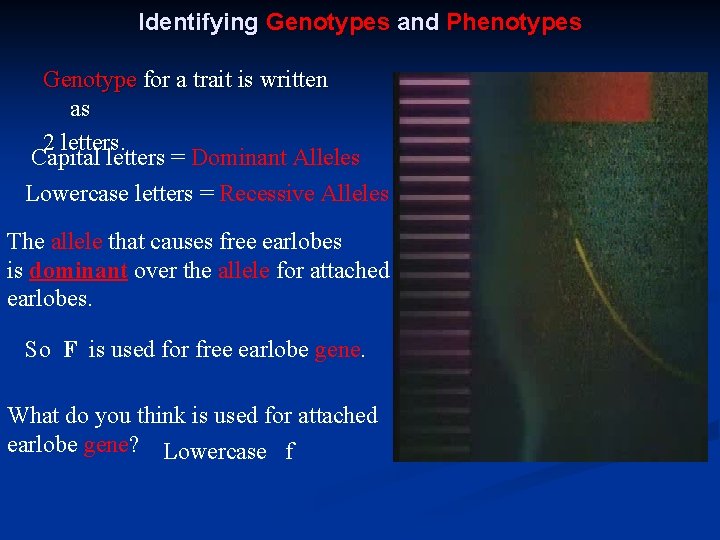 Identifying Genotypes and Phenotypes Genotype for a trait is written as 2 letters. Capital