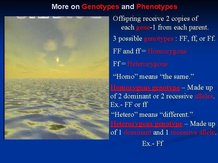 More on Genotypes and Phenotypes Offspring receive 2 copies of each gene-1 from each