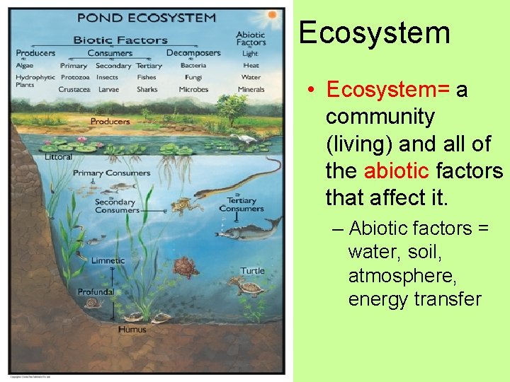 Ecosystem • Ecosystem= a community (living) and all of the abiotic factors that affect