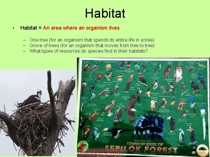 Habitat • Habitat = An area where an organism lives – One tree (for