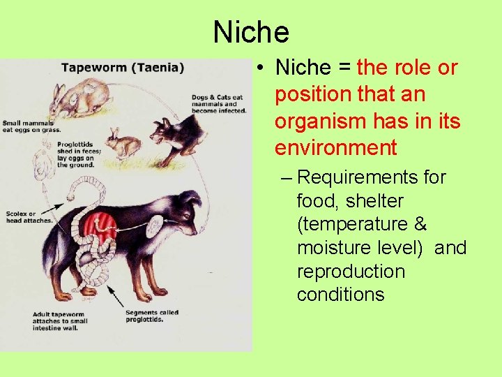Niche • Niche = the role or position that an organism has in its