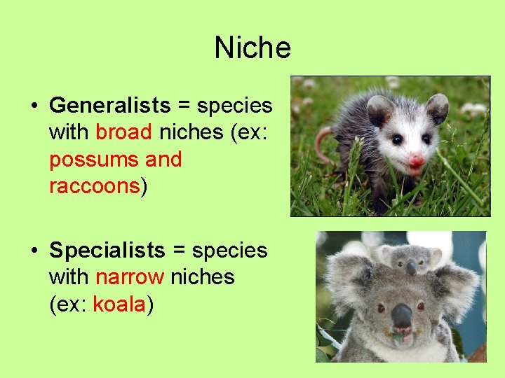 Niche • Generalists = species with broad niches (ex: possums and raccoons) • Specialists