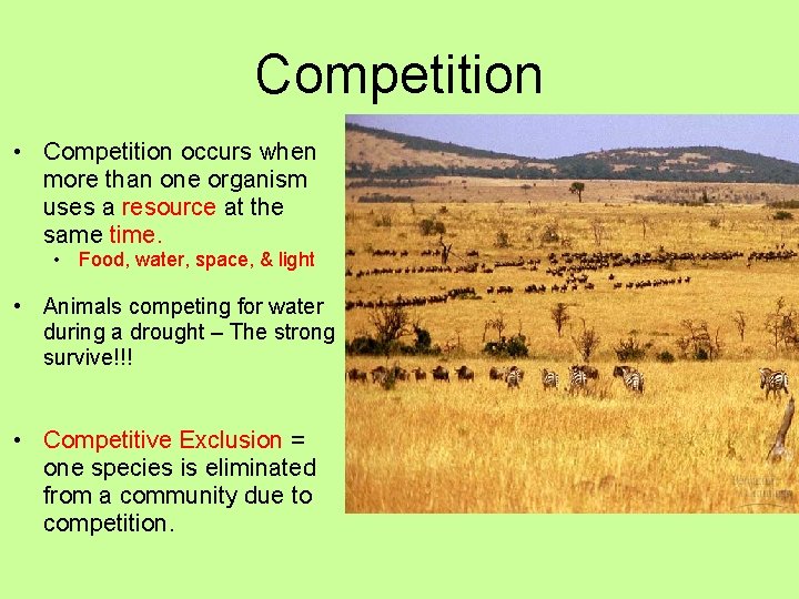 Competition • Competition occurs when more than one organism uses a resource at the