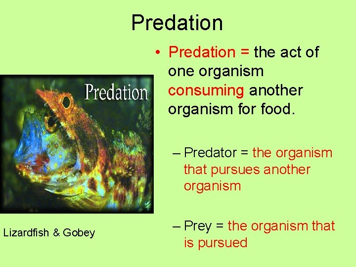 Predation • Predation = the act of one organism consuming another organism for food.