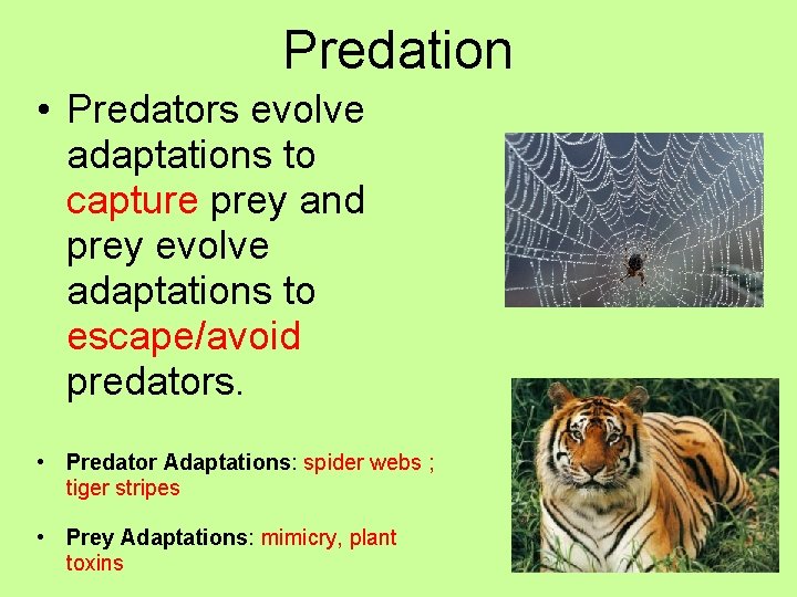 Predation • Predators evolve adaptations to capture prey and prey evolve adaptations to escape/avoid