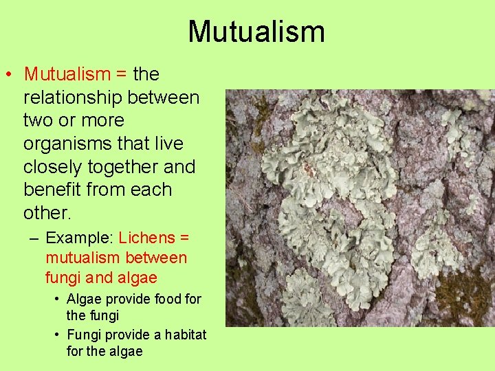 Mutualism • Mutualism = the relationship between two or more organisms that live closely