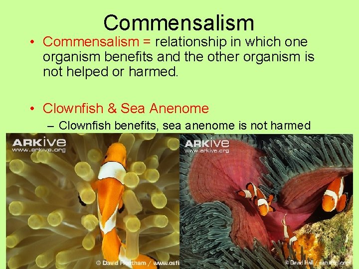 Commensalism • Commensalism = relationship in which one organism benefits and the other organism