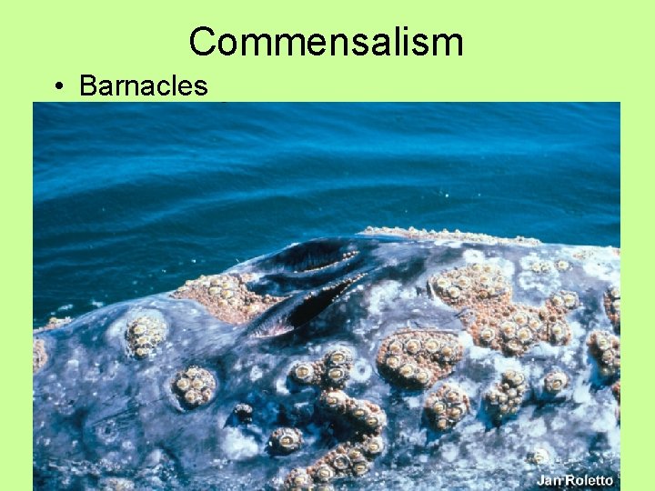 Commensalism • Barnacles 