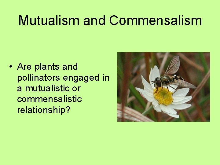 Mutualism and Commensalism • Are plants and pollinators engaged in a mutualistic or commensalistic
