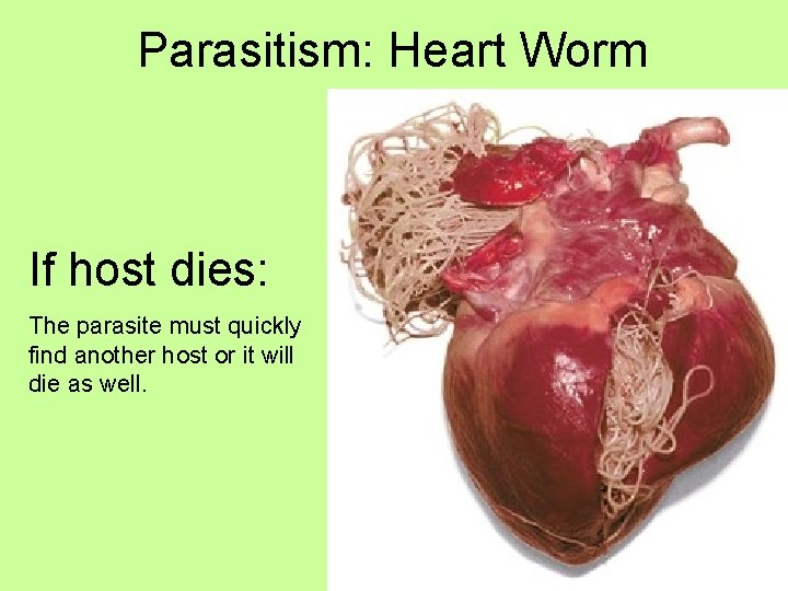 Parasitism: Heart Worm If host dies: The parasite must quickly find another host or