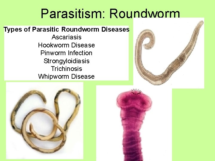 Parasitism: Roundworm Types of Parasitic Roundworm Diseases Ascariasis Hookworm Disease Pinworm Infection Strongyloidiasis Trichinosis