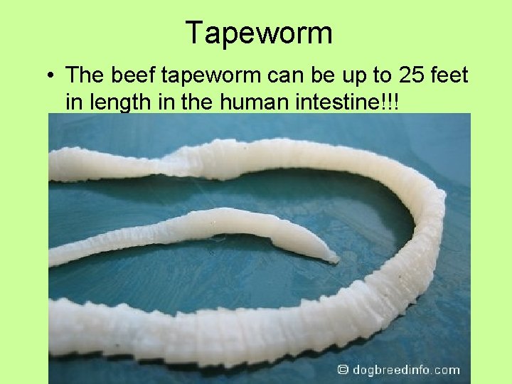 Tapeworm • The beef tapeworm can be up to 25 feet in length in