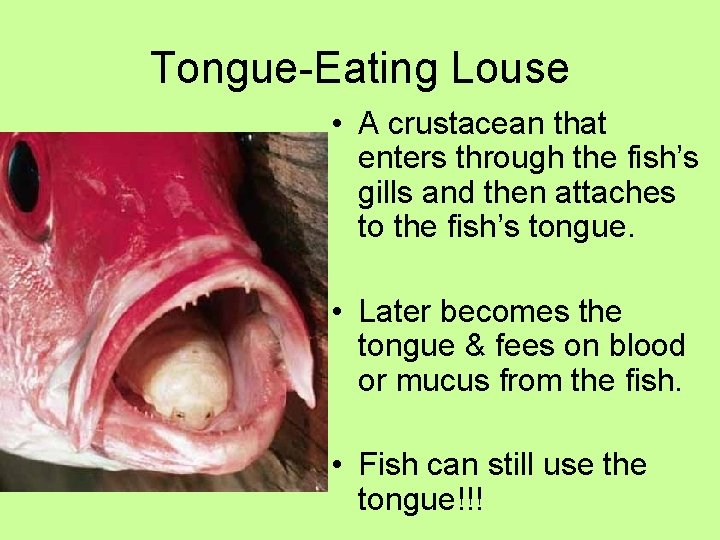 Tongue-Eating Louse • A crustacean that enters through the fish’s gills and then attaches