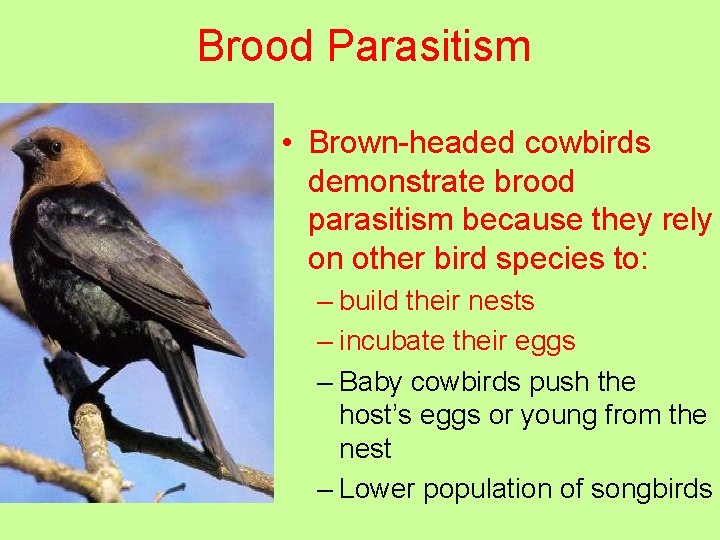 Brood Parasitism • Brown-headed cowbirds demonstrate brood parasitism because they rely on other bird