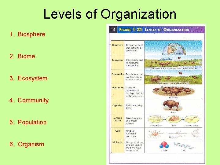 Levels of Organization 1. Biosphere 2. Biome 3. Ecosystem 4. Community 5. Population 6.