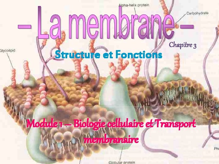 Structure et Fonctions Chapitre 3 Module 1 – Biologie cellulaire et Transport membranaire 