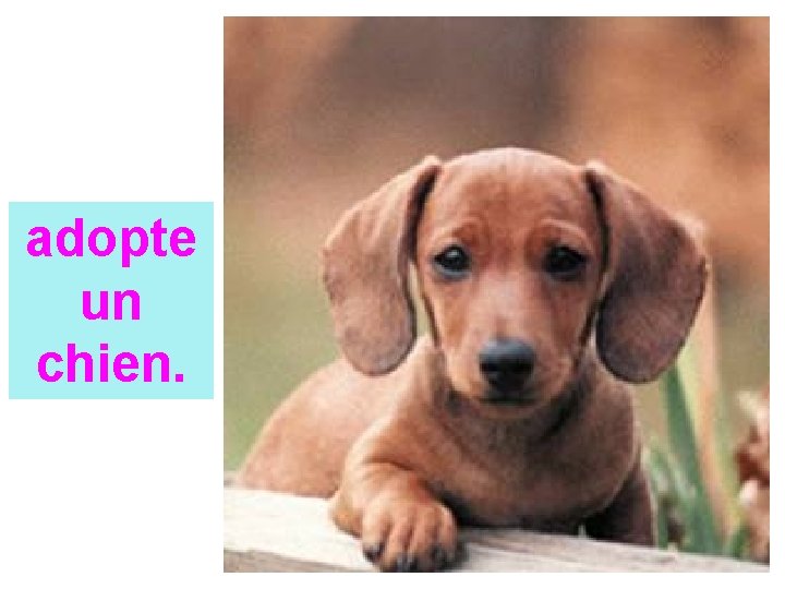 adopte un chien. 